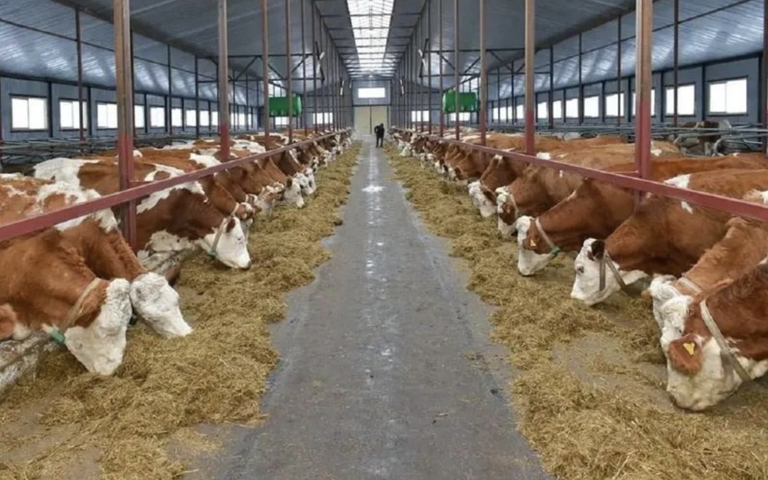 Компания «Ваганово» (ХК «Сибирский деловой союз») планирует завершить строительство животноводческого комплекса на 8,2 тыс. фуражных коров и 9,8 тыс. голов…