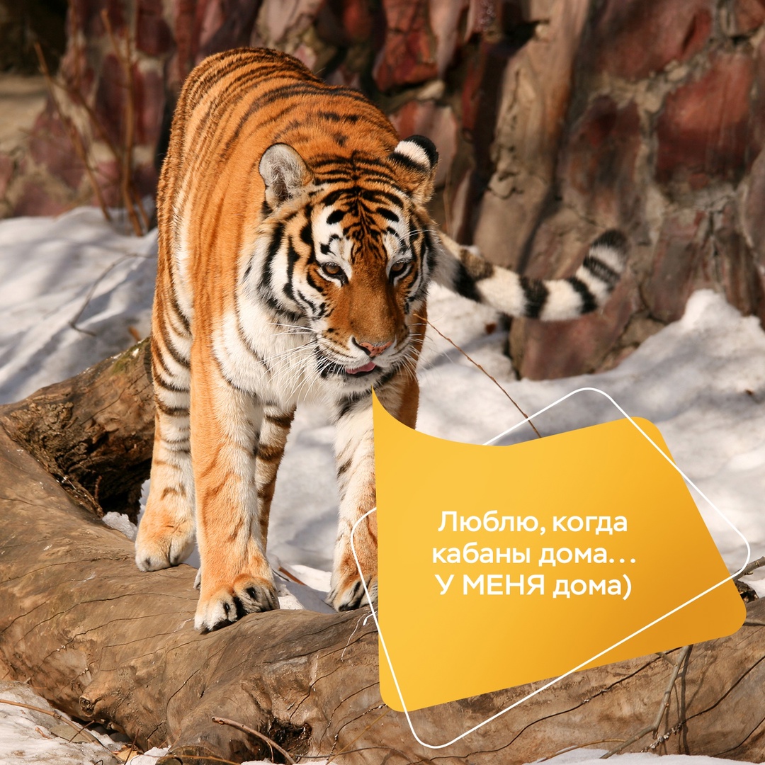 750 — именно столько амурских тигров (вместе с котятами) обитает на территории России. Одна из крупнейших популяций тигра!