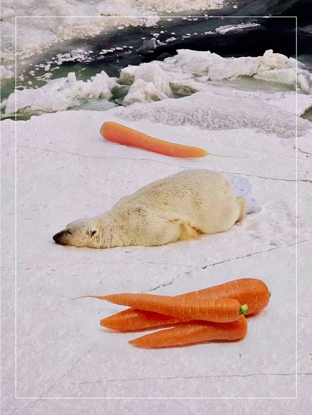 Неинтересный факт: белый медведь может принять форму моркови
