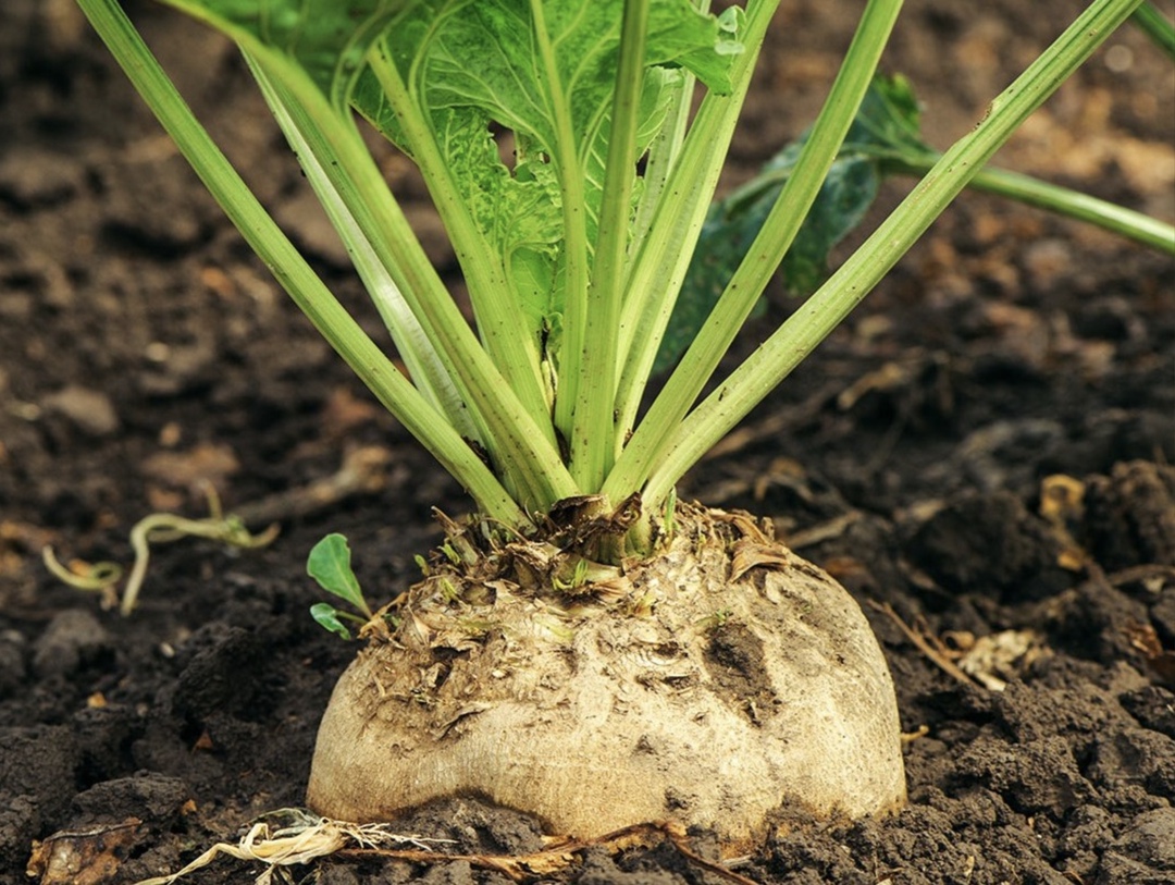 На 13 мая аграрии посеяли 1,124 млн га сахарной свеклы или 95,5% от плановой площади (1,172 млн га, плюс 0,3% к 2024 году). Об этом пишет поле рф со ссылкой на…