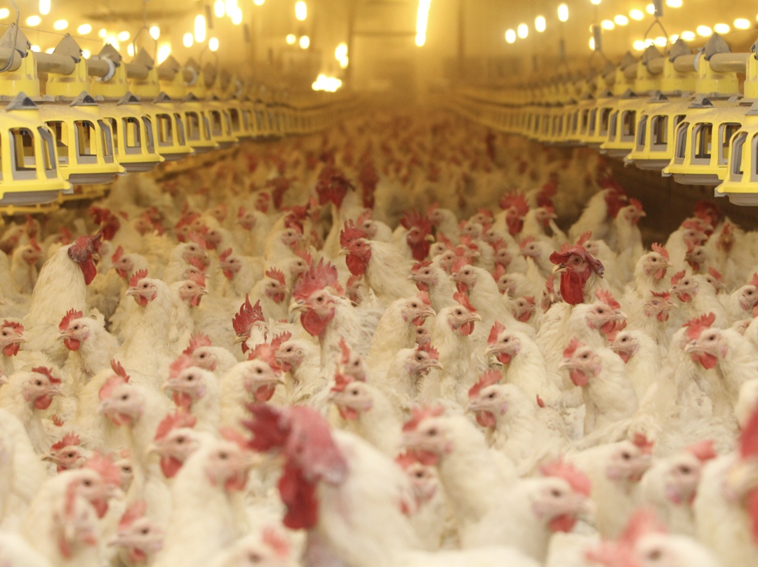 Группа «Черкизово» решила отложить реализацию проекта строительства птицеводческих комплексов в Воронежской области на более поздний срок — не ранее второй…