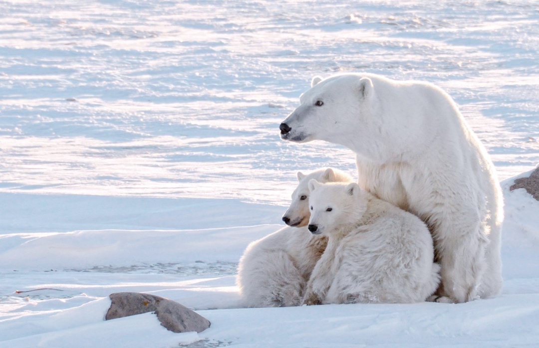Календарь белого медведя: что делают хищники весной?