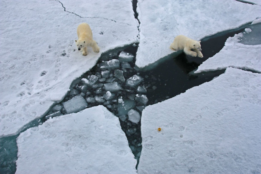 Календарь белого медведя: что делают хищники весной?