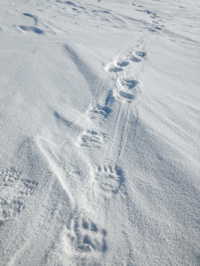 Календарь белого медведя: что делают хищники весной?