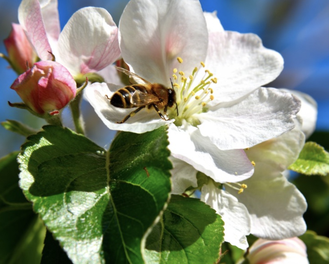 В этом году весна наступила рано, как и развитие растений, говорит заведующая лабораторией пчеловодства ФГБНУ ФАНЦ Северо-Востока города Кирова Анна Брандорф.…