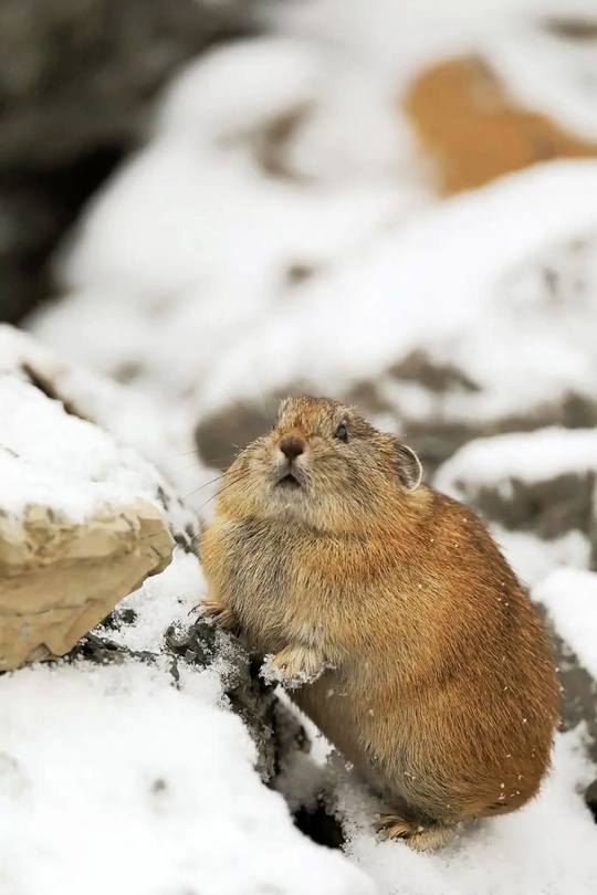 Сколько леммингов нужно, чтобы построить город?