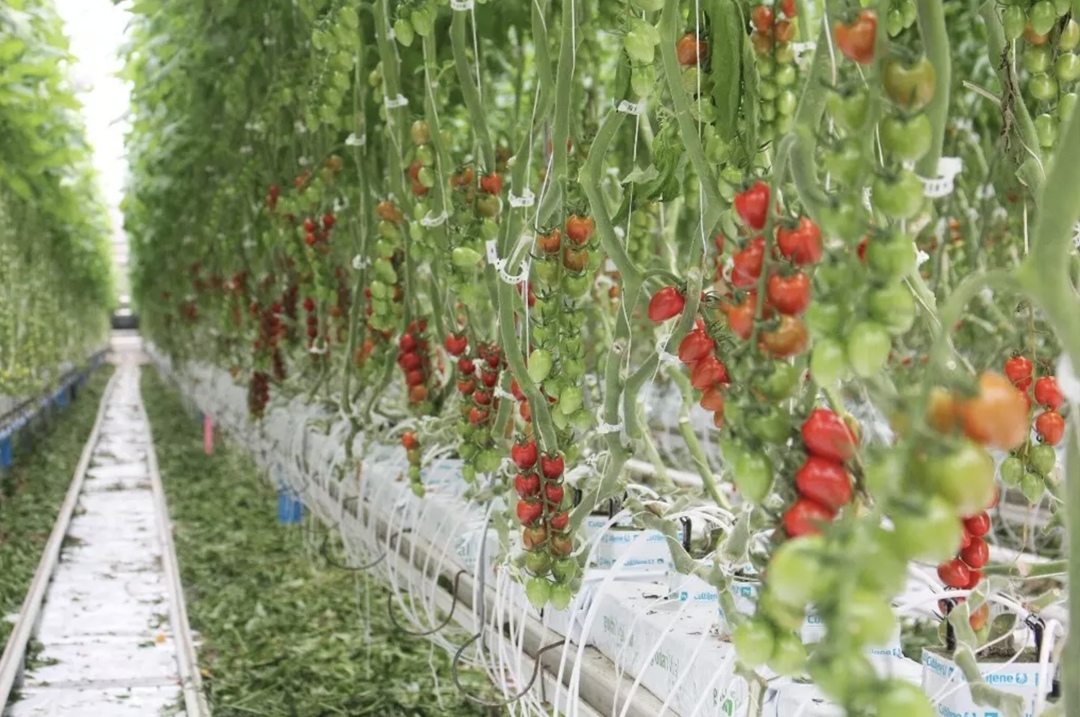 Аукцион по продаже 73,2 га под Воронежским тепличным комбинатом не состоялся из-за отсутствия заявок на участие в нем, следует из документации тендера