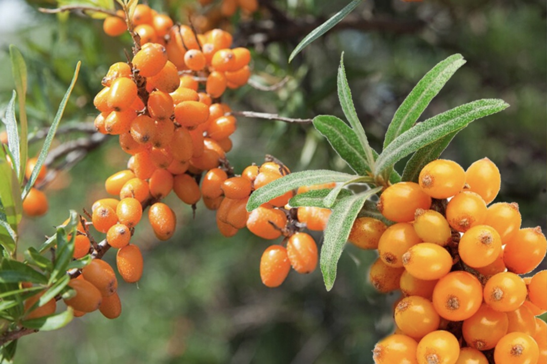 КФХ «Янтарная ягода» в 2025 году планирует собрать первый урожай облепихи с промышленной плантации в Калининградской области, пишет «Интерфакс». В 2023 году на…