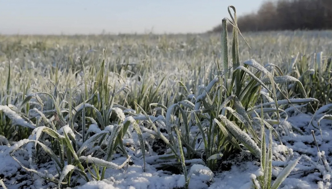 Режим чрезвычайной ситуации регионального характера в сельском хозяйстве ввели в Воронежской области из-за заморозков, сообщила пресс-служба регионального…