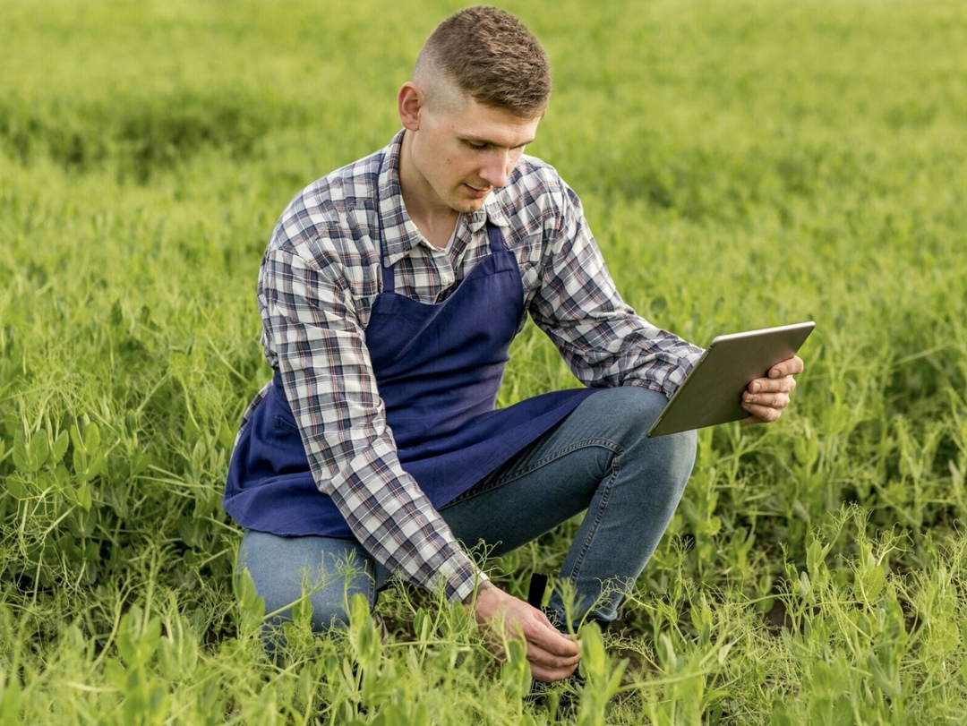 Ассоциации крестьянских (фермерских) хозяйств и сельскохозяйственных кооперативов России (АККОР) сообщила, что обратилась в Минсельхоз по проблемам…