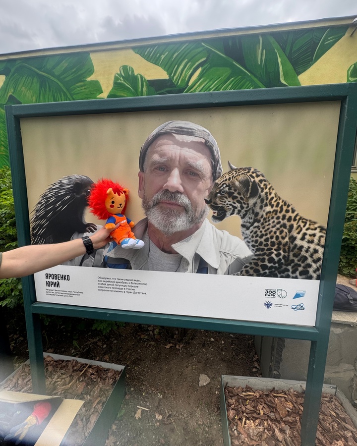 Из личного дневника Фесёнка: «Вы не поверите, а я сегодня познакомился со своим коллегой – настоящим леопардом! Да еще каким – дальневосточным!»