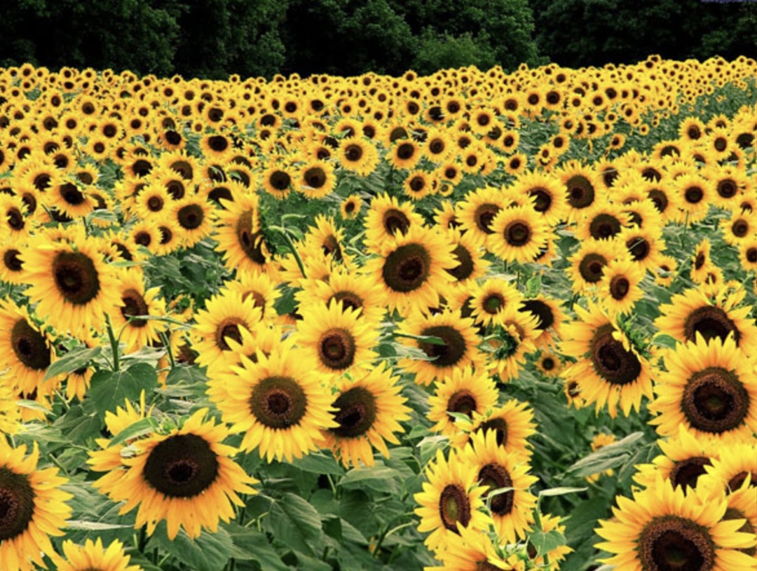 Аграрии Южного и Северо-Кавказского федеральный округов к середине мая засеяли около 60% запланированных под подсолнечник площадей, пишет «РБК Кавказ» со…