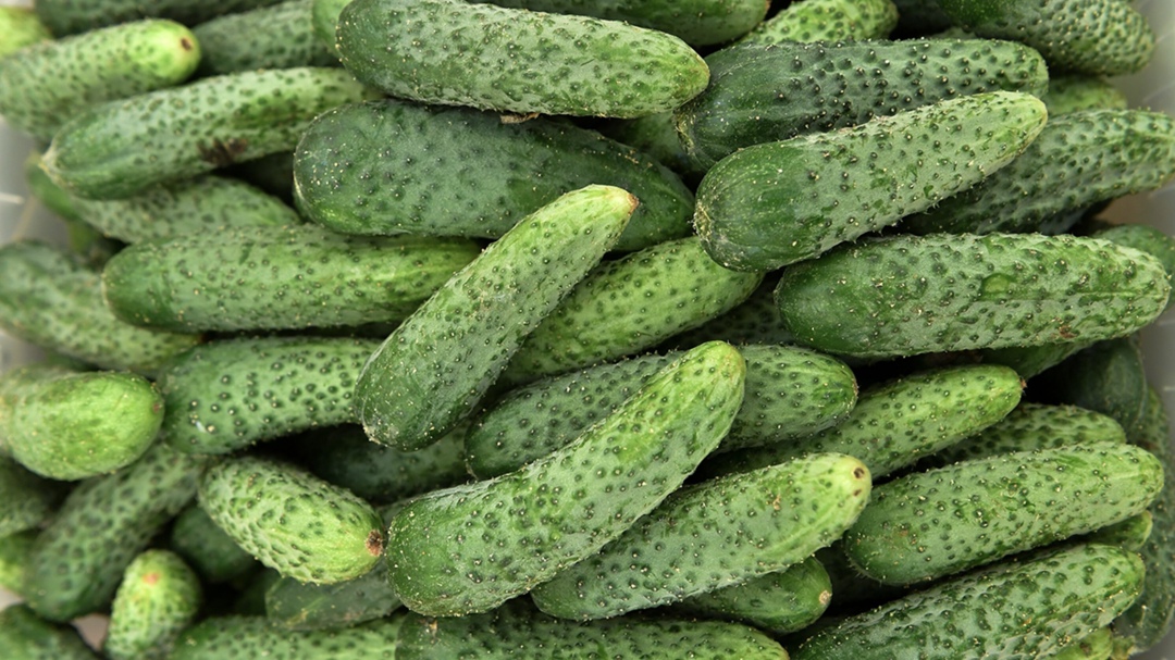 Экспорт российских огурцов в Польшу в марте достиг максимального уровня за последние четыре года, следует из расчетов РИА «Новости» на основе данных Евростата.…