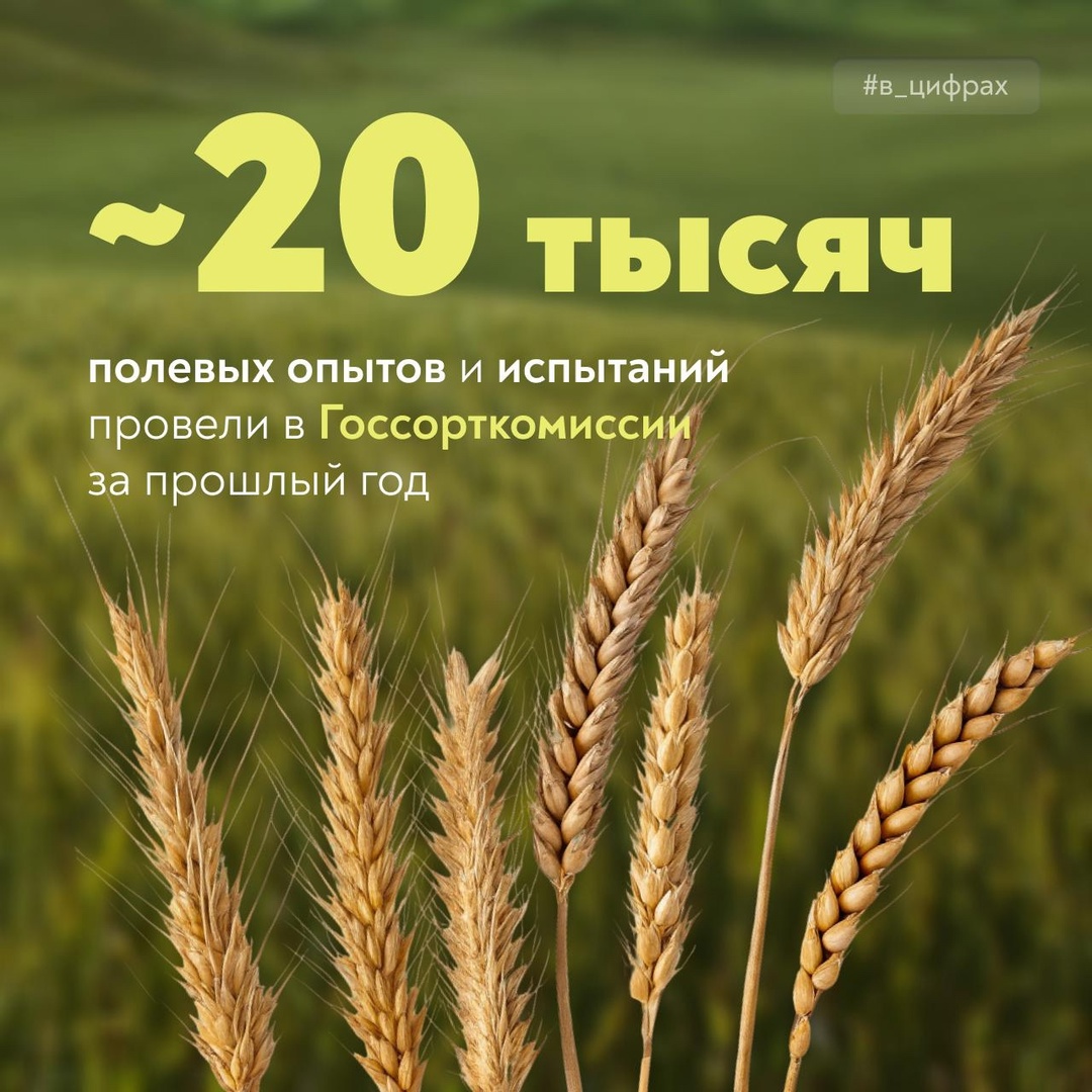 Полевые опыты и сортоиспытания для развития отечественной селекции