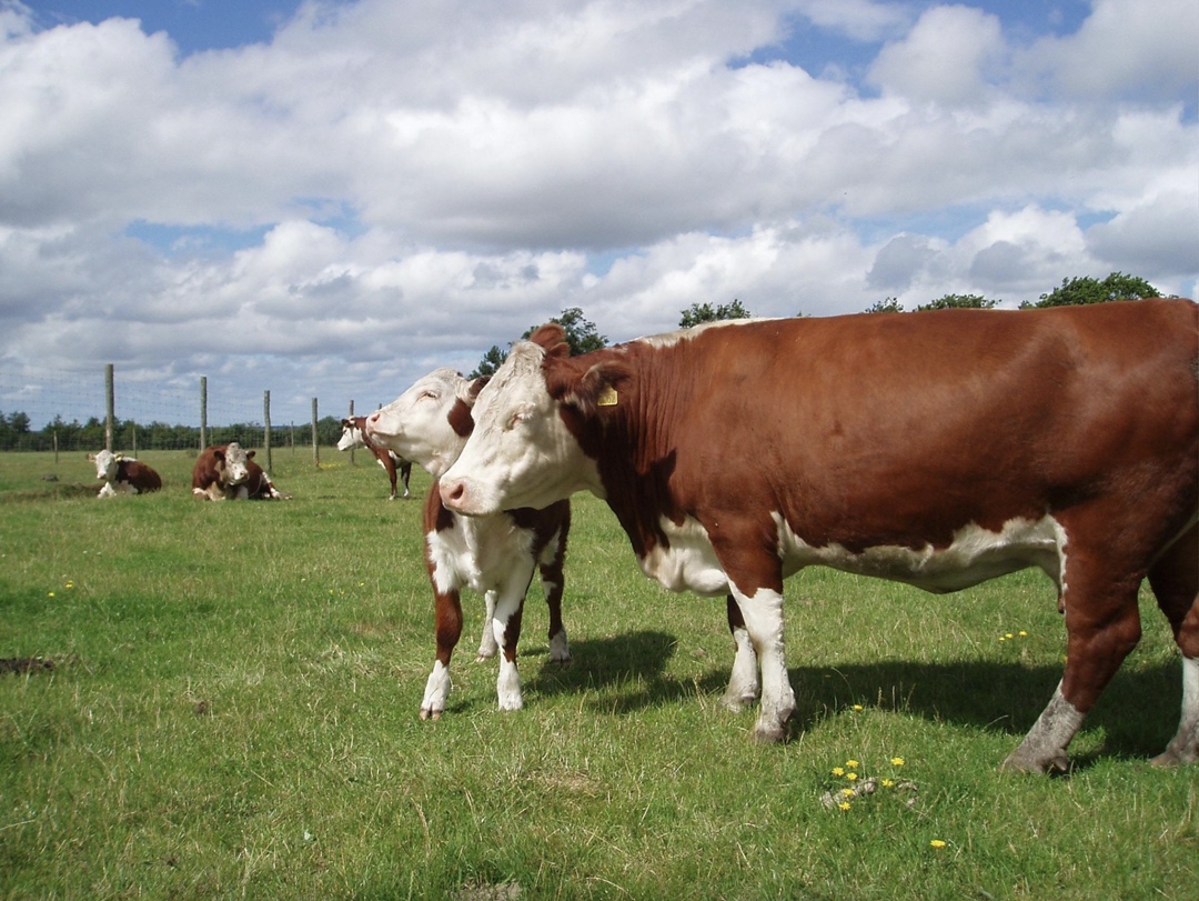 Тенденция прошлого года, связанная с ростом выпуска говядины, может продолжиться и в этом году