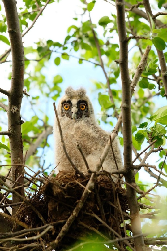 Мы думали, это сова… …но оказалось, что это совёнок. Его фотографии прислал наш подписчик Булат Гарипов. Птицу он снял неподалеку от первого промысла НГДУ…
