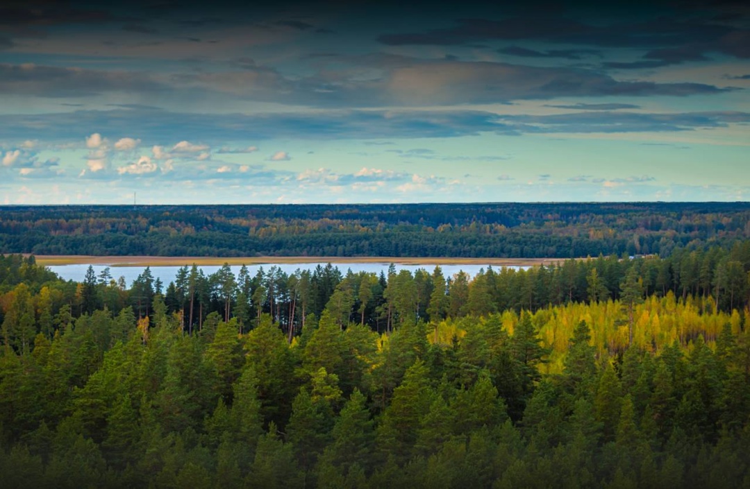 В России защитные леса занимают 20% от общей площади земель лесного фонда