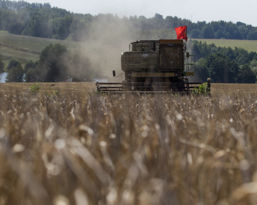 Аналитический центр «СовЭкон» повысил прогноз сбора пшеницы в этом году на 1,2 млн т, до 81 млн т (82,6 млн т в прошлом году)