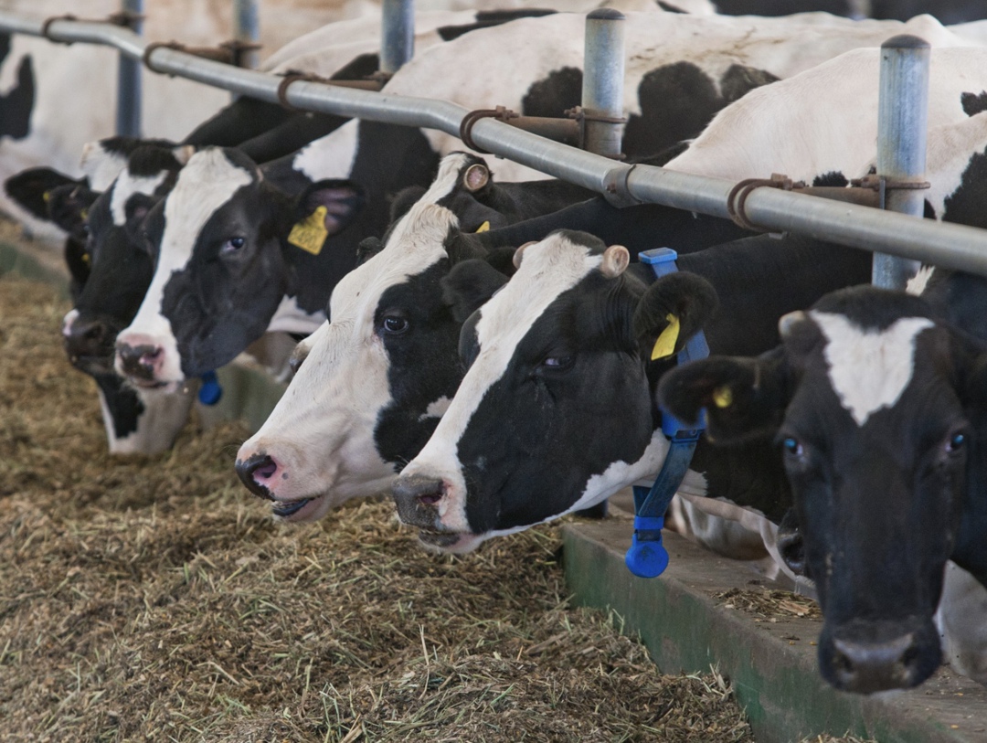 «Август-Агро» за счет роста продуктивности стада и запуска нового комплекса на 3,7 тыс. коров в этом году рассчитывает увеличить производство молока почти…