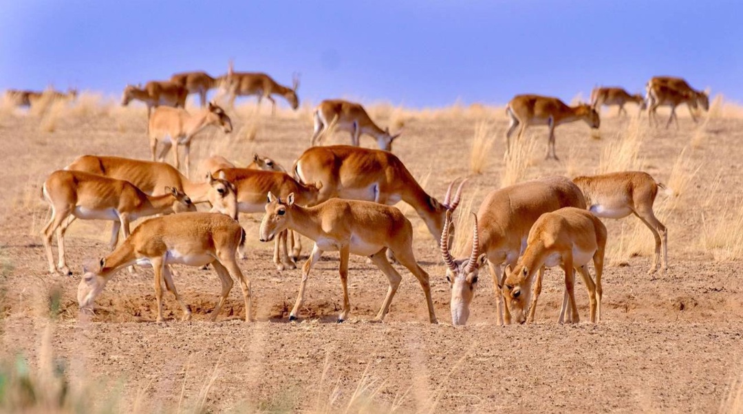 Устойчивый рост популяций в регионах деятельности ЛУКОЙЛа