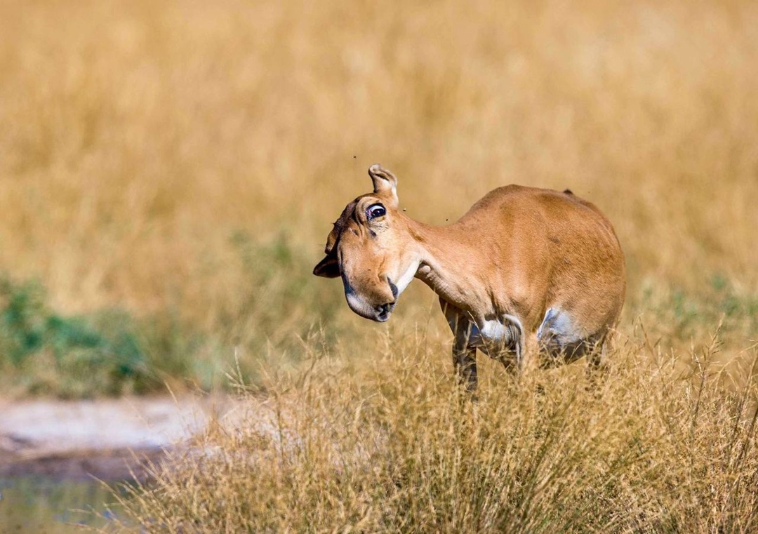 Устойчивый рост популяций в регионах деятельности ЛУКОЙЛа