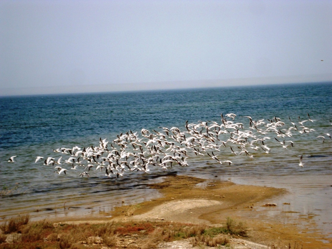 Устойчивый рост популяций в регионах деятельности ЛУКОЙЛа