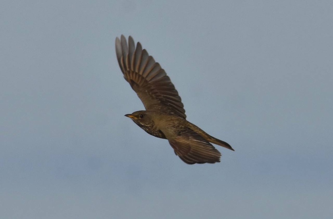 Устойчивый рост популяций в регионах деятельности ЛУКОЙЛа