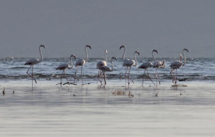 Устойчивый рост популяций в регионах деятельности ЛУКОЙЛа