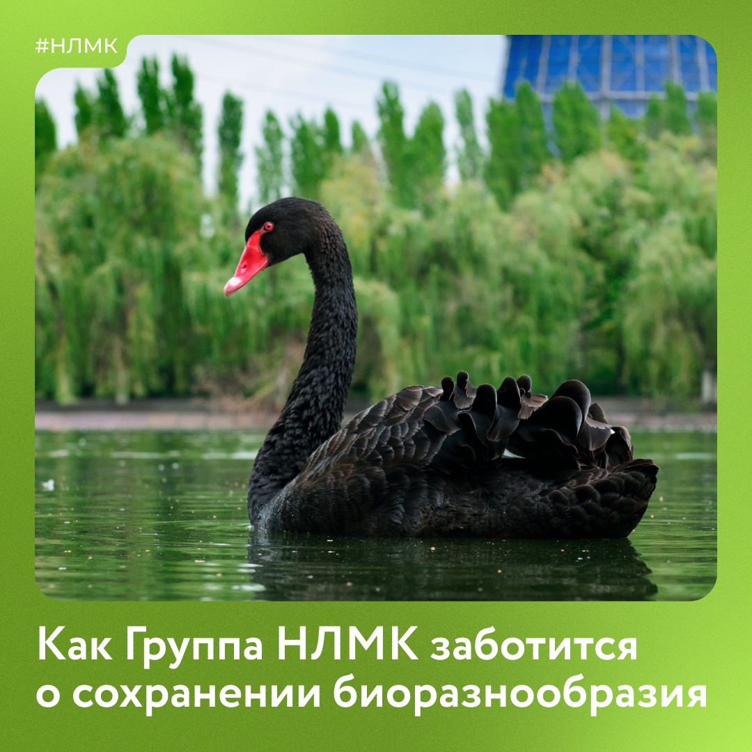 Группа НЛМК применяет лучшие мировые практики для сохранения биоразнообразия