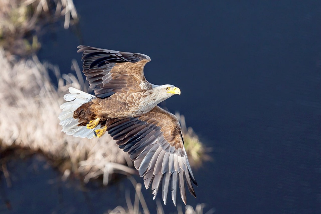 Сегодня отмечается Международный день биологического разнообразия. «Роснефть» вместе с ведущими учёными страны реализует значимые экопроекты по всей России.