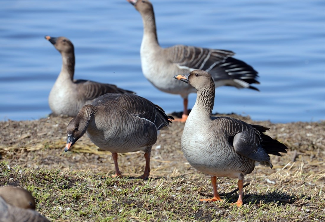 Сегодня отмечается Международный день биологического разнообразия. «Роснефть» вместе с ведущими учёными страны реализует значимые экопроекты по всей России.