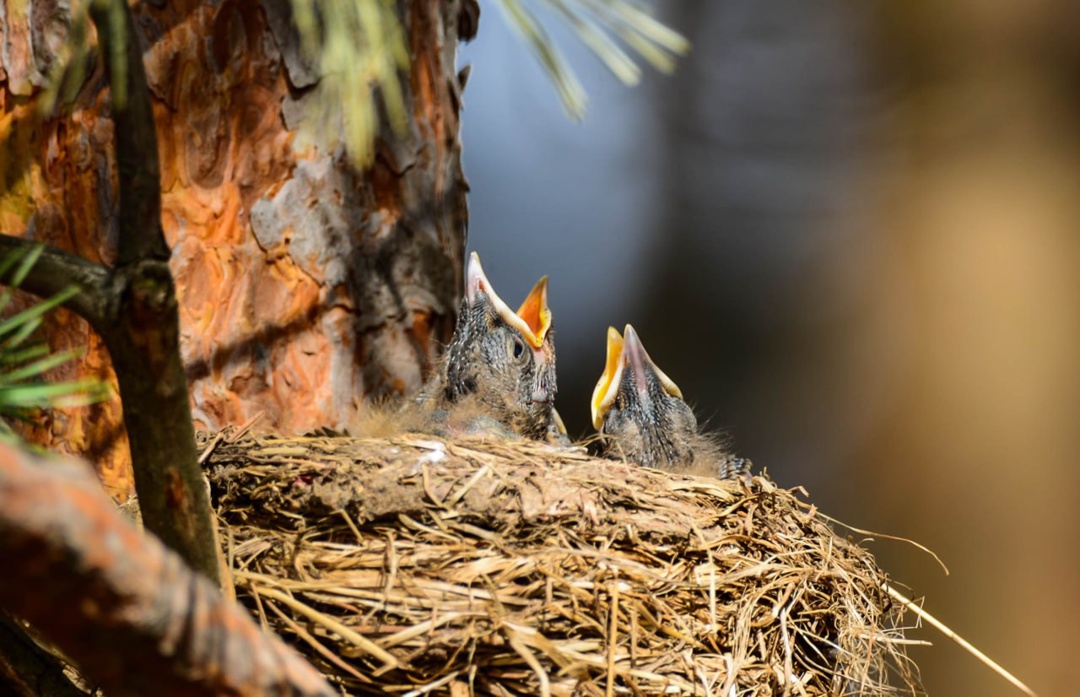 Сегодня отмечается Международный день биологического разнообразия. «Роснефть» вместе с ведущими учёными страны реализует значимые экопроекты по всей России.