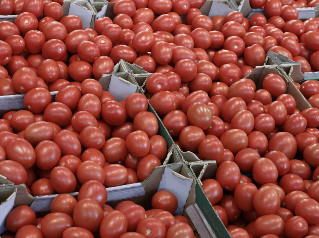 Цены на плодоовощную продукцию за неделю с 13 по 19 мая в среднем снизились на 1,1%, следует из данных Росстата. Основной вклад в эти динамику внесли огурцы…