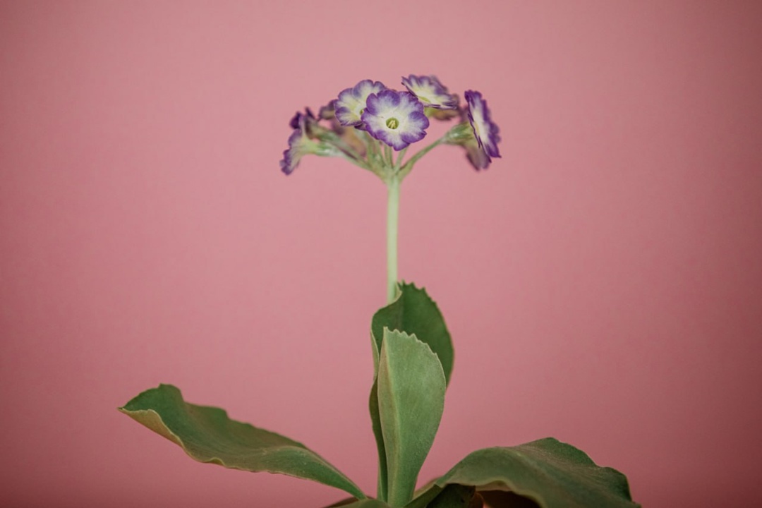 Выставка «Метаморфозы примулы» открылась сегодня, 22 мая, в Лахта Центре