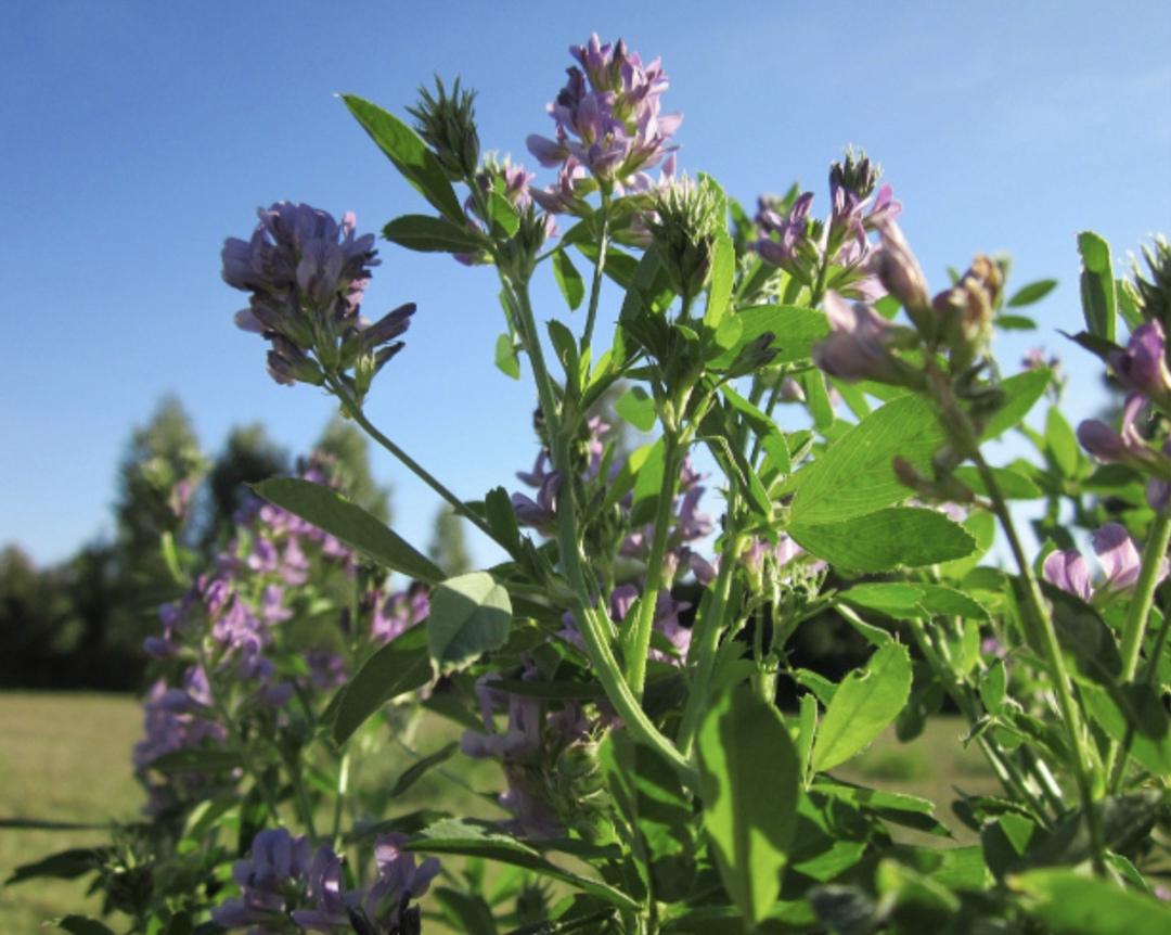 Компания «Рассвет» (входит в агрохолдинг «Таврос») направит 5,9 млрд руб