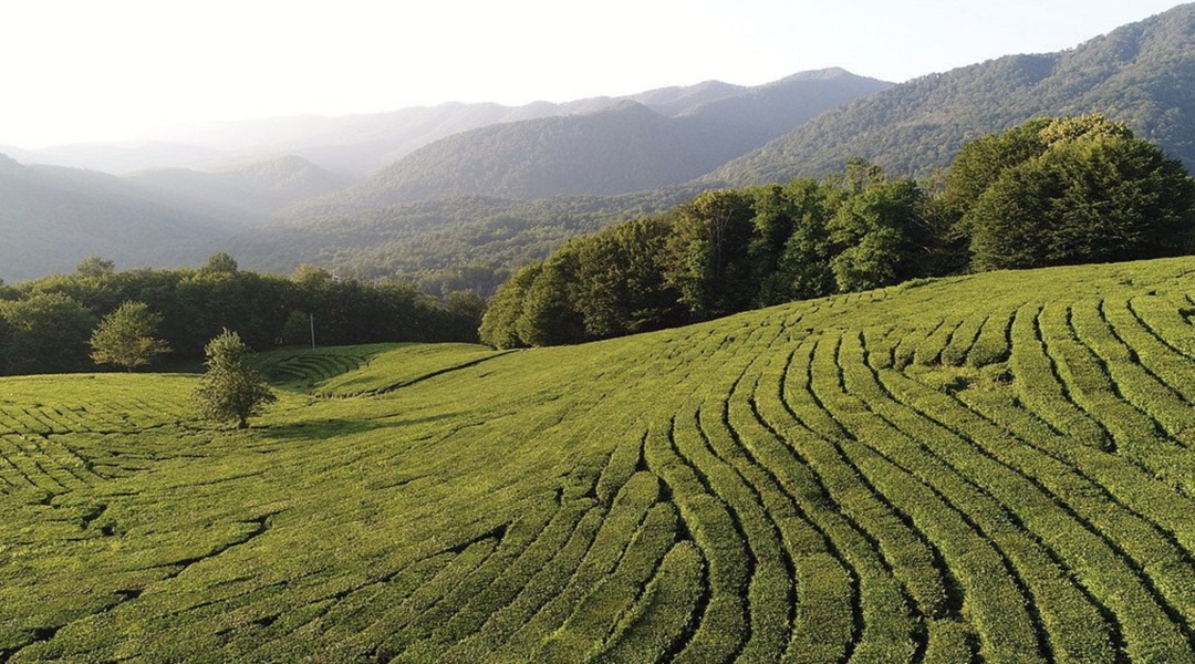 Холодная и нестабильная погода в мае может негативно сказаться на урожайности чайных плантаций в Сочи, пишет «Коммерсантъ» со ссылкой на пресс-службу группы…