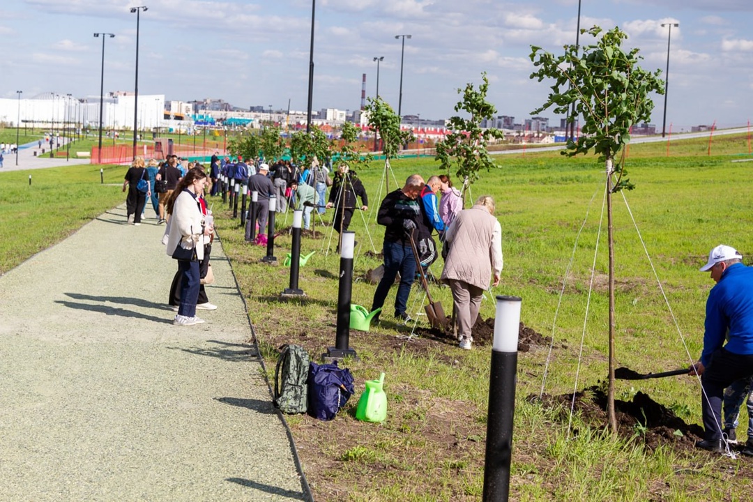 Аллея будущего. В Притяжении появились липы ММК-Информсервис