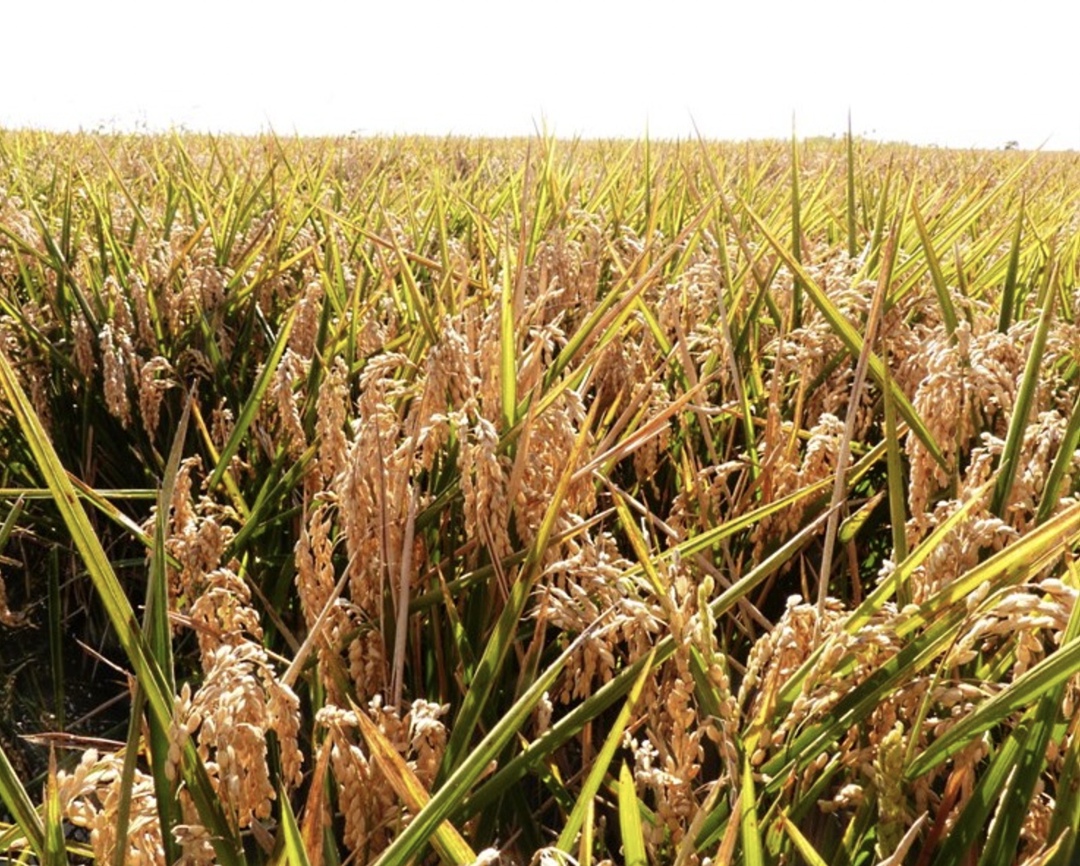 Экспорт риса из России будет возобновлен, когда его валовый сбор достигнет 2 млн т. Об этом сообщил директор департамента растениеводства, механизации,…