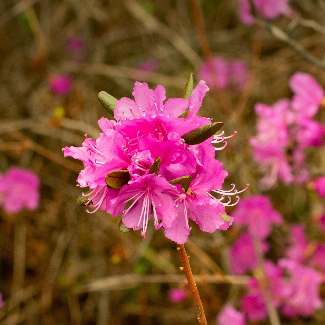 Сопки на пути к Амурскому газоперерабатывающему заводу перешли в режим «настоящая весна». Уже распустился рододендрон даурский, который в народе называют…