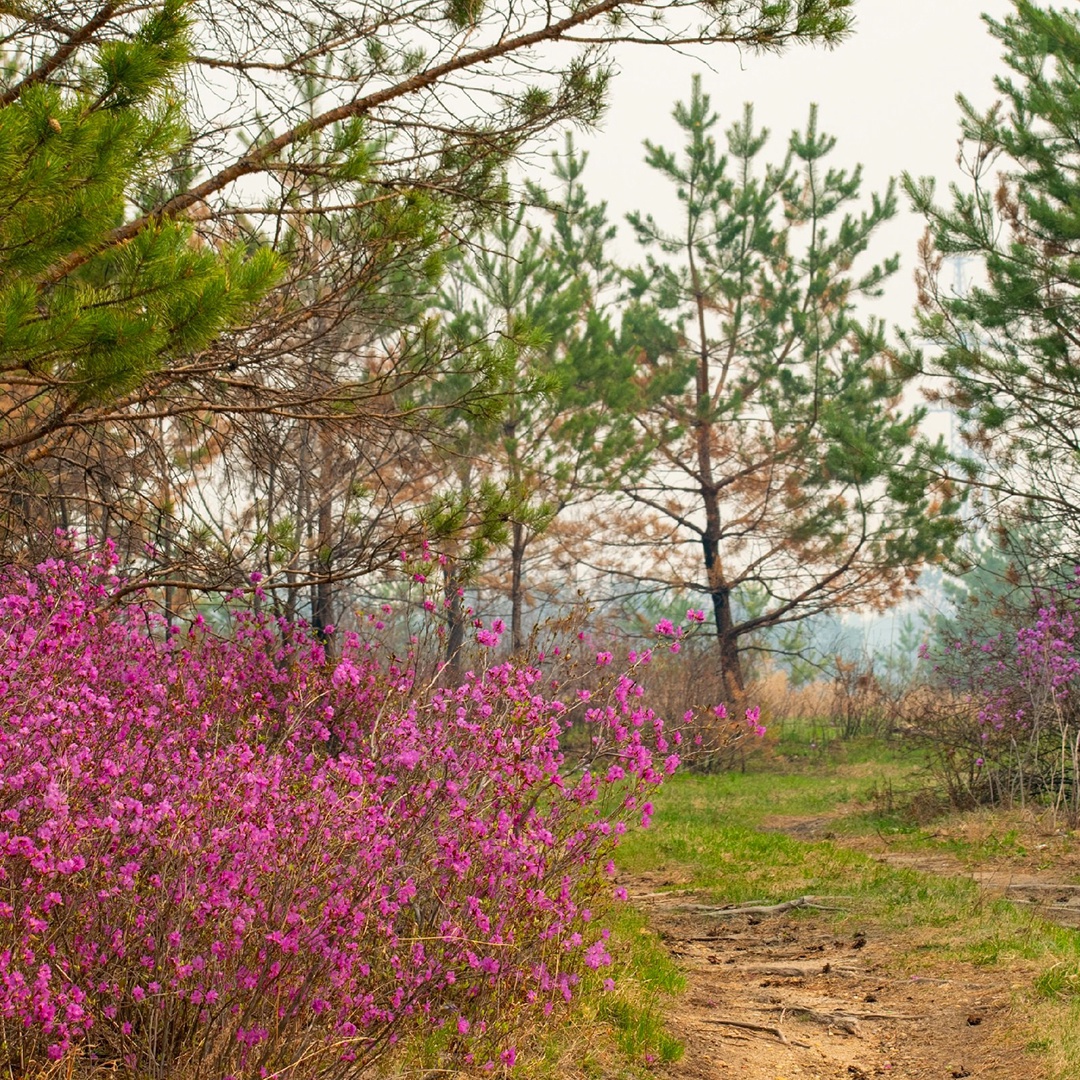 Сопки на пути к Амурскому газоперерабатывающему заводу перешли в режим «настоящая весна». Уже распустился рододендрон даурский, который в народе называют…