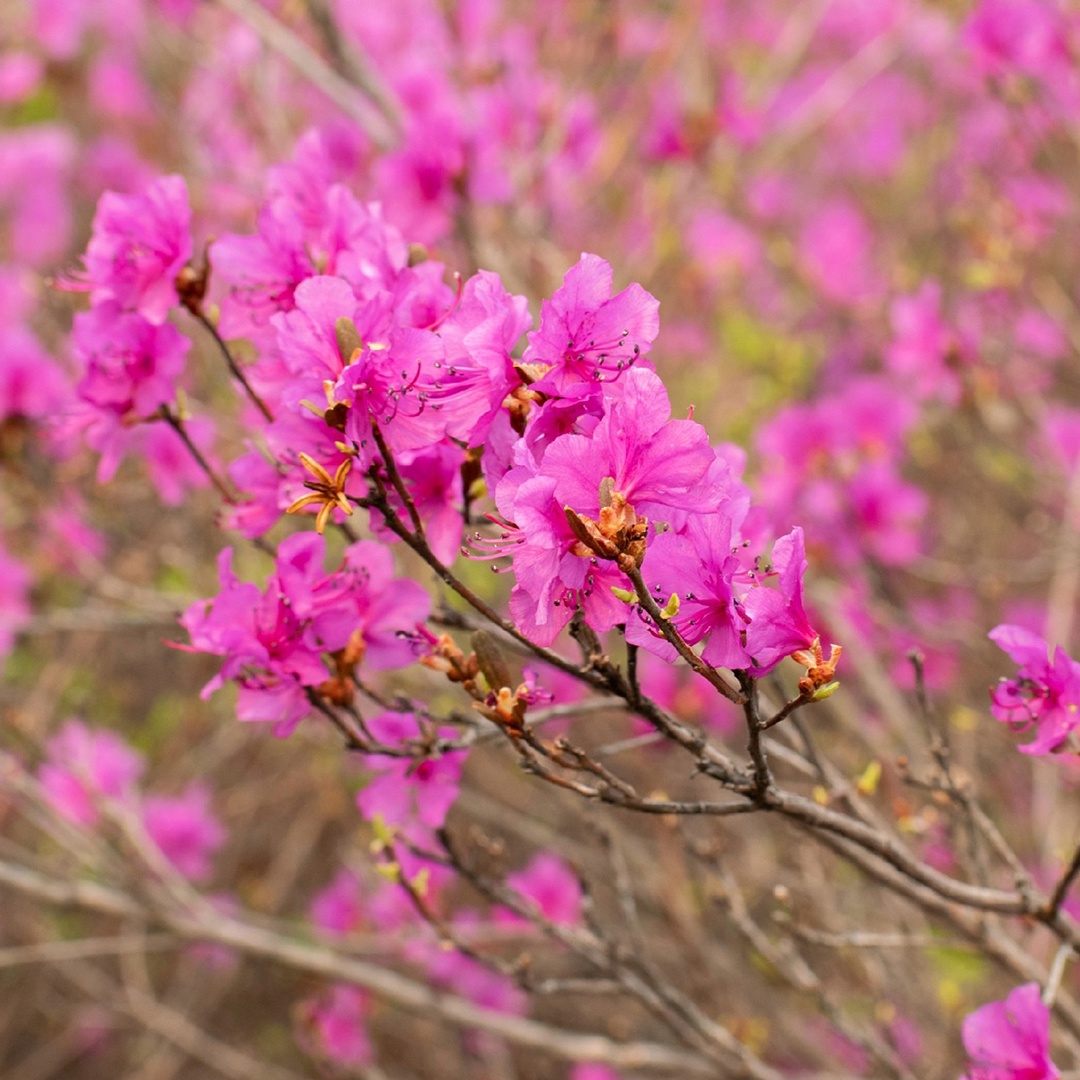 Сопки на пути к Амурскому газоперерабатывающему заводу перешли в режим «настоящая весна». Уже распустился рододендрон даурский, который в народе называют…