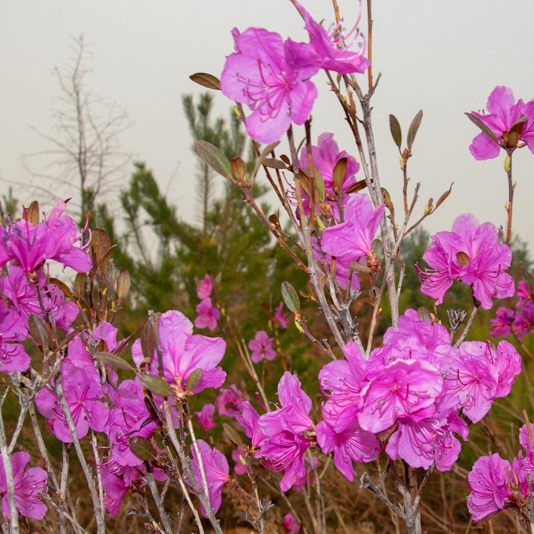 Сопки на пути к Амурскому газоперерабатывающему заводу перешли в режим «настоящая весна». Уже распустился рододендрон даурский, который в народе называют…