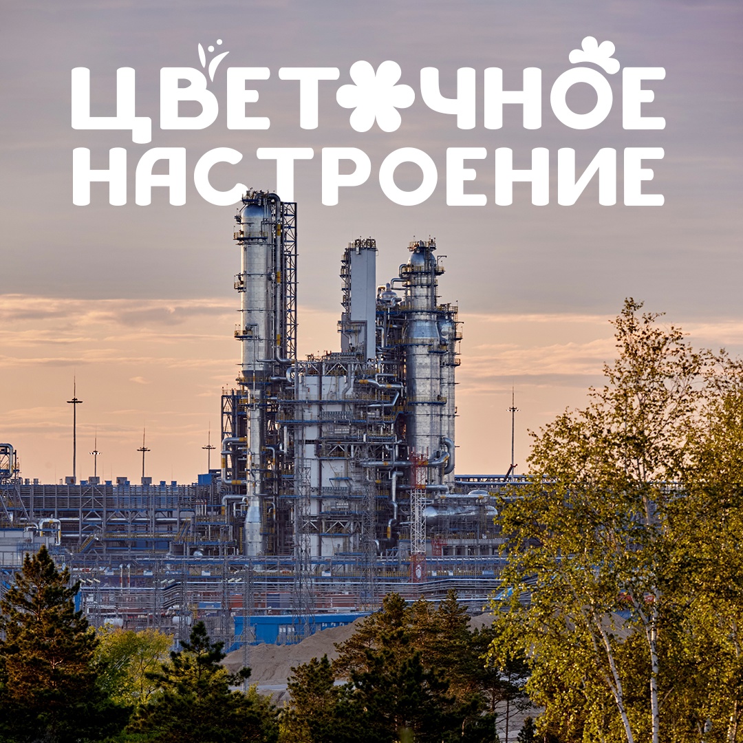 Сопки на пути к Амурскому газоперерабатывающему заводу перешли в режим «настоящая весна». Уже распустился рододендрон даурский, который в народе называют…