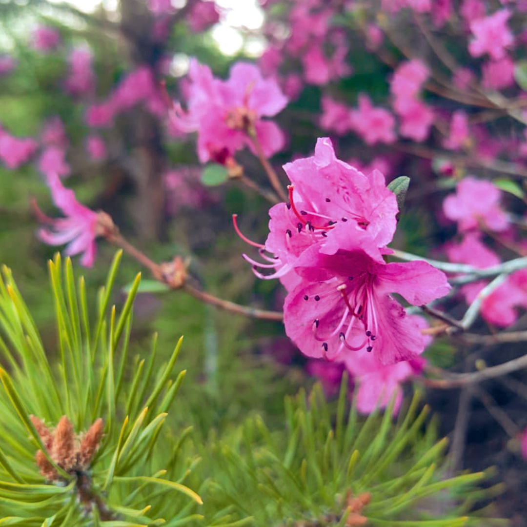 Сопки на пути к Амурскому газоперерабатывающему заводу перешли в режим «настоящая весна». Уже распустился рододендрон даурский, который в народе называют…