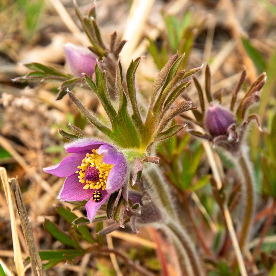 Сопки на пути к Амурскому газоперерабатывающему заводу перешли в режим «настоящая весна». Уже распустился рододендрон даурский, который в народе называют…