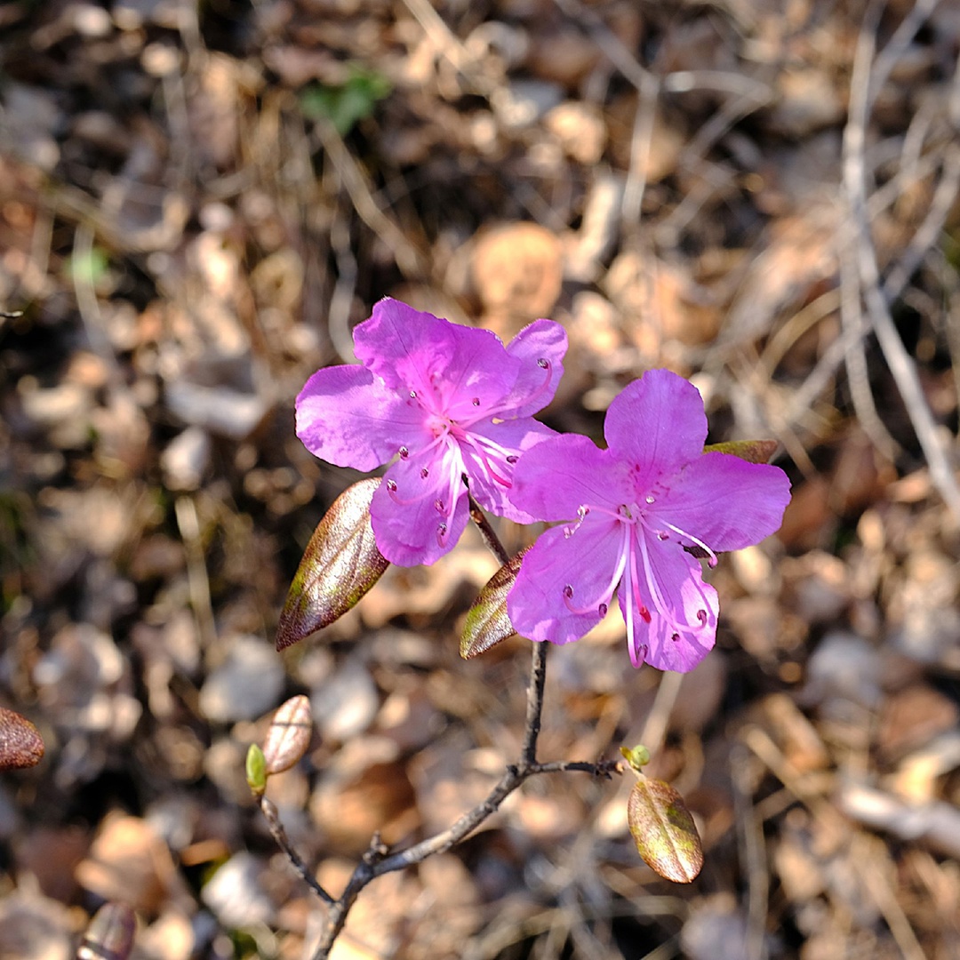 Сопки на пути к Амурскому газоперерабатывающему заводу перешли в режим «настоящая весна». Уже распустился рододендрон даурский, который в народе называют…
