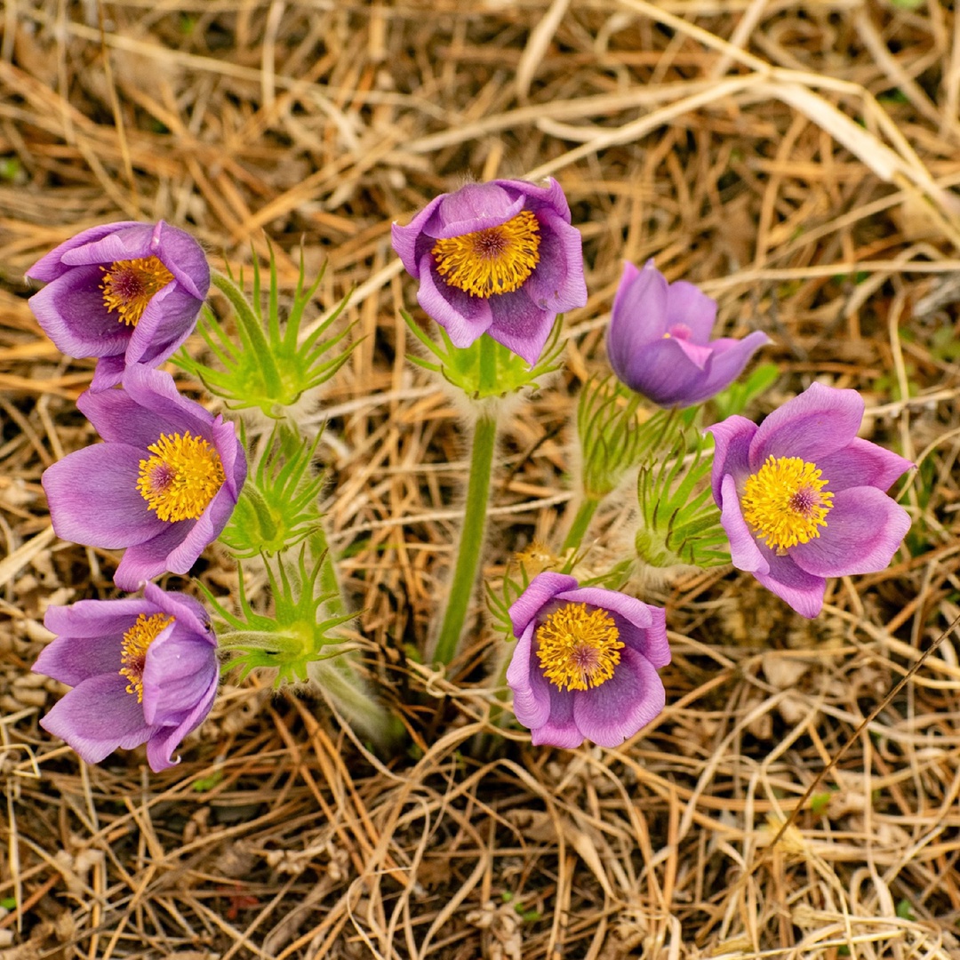 Сопки на пути к Амурскому газоперерабатывающему заводу перешли в режим «настоящая весна». Уже распустился рододендрон даурский, который в народе называют…