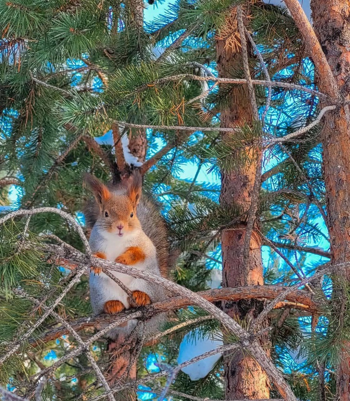 Когалым — город без иллюзий - Вам мерещится белочка? Видится снег в конце мая? Значит, вы в Когалыме!