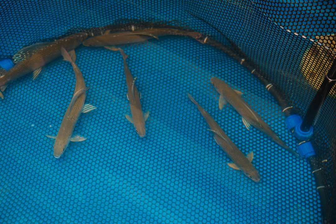 «Рыбов продаете?» Нет, выпускаем! Активно готовимся к экологической акции «Дары сибирским рекам»