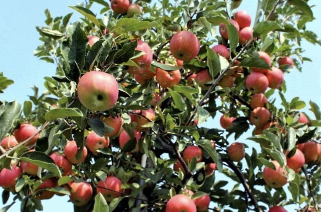 Урожай яблок в организованном секторе по итогам 2025 года может составить порядка 2 млн т, сообщает ТАСС со ссылкой на заместителя министра сельского хозяйства…